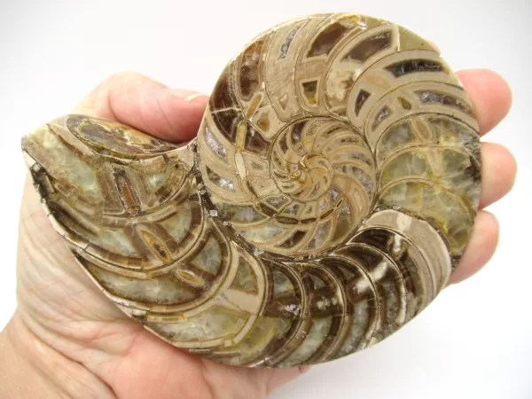 Genuine Cretaceous Age Cymatoceras Nautilus Pair Fossils for Sale from Madagascar #18d