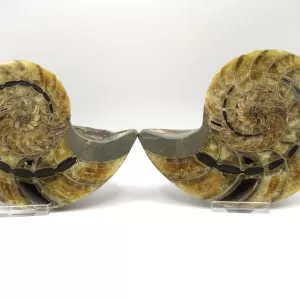 Genuine Cretaceous Age Cymatoceras Nautilus Pair Fossils for Sale from Madagascar #19