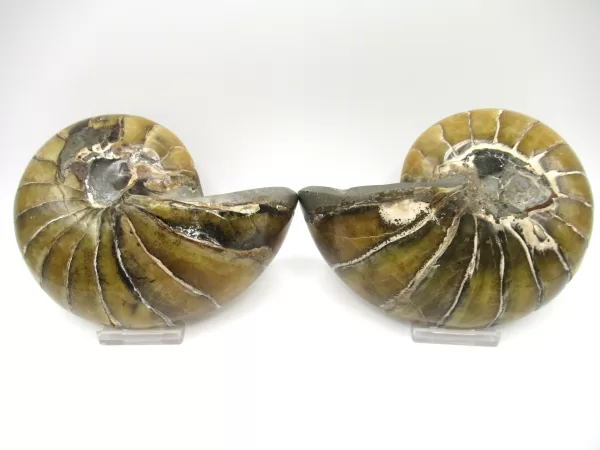 Genuine Cretaceous Age Cymatoceras Nautilus Pair Fossils for Sale from Madagascar #19c