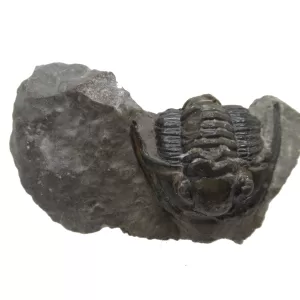 Genuine Devonian Cornuproetus-Trilobites For Sale from Morocco #1