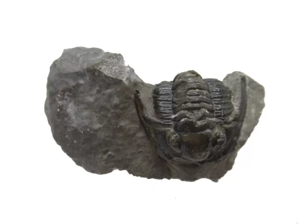 Genuine Devonian Cornuproetus-Trilobites For Sale from Morocco #1