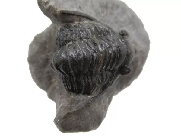 Genuine Devonian Cornuproetus-Trilobites For Sale from Morocco #10d