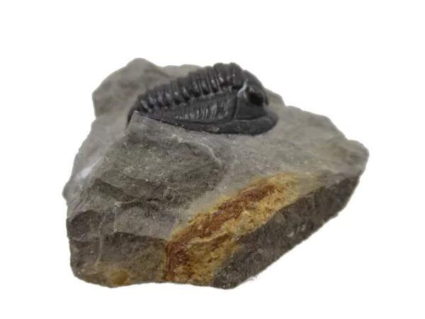 Genuine Devonian Cornuproetus-Trilobites For Sale from Morocco #11c