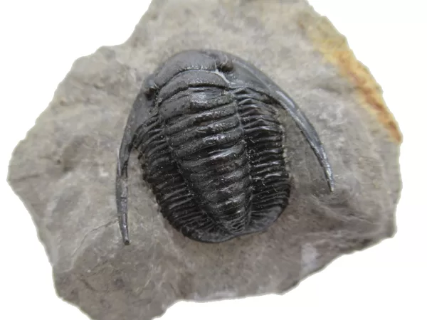 Genuine Devonian Cornuproetus-Trilobites For Sale from Morocco #11d