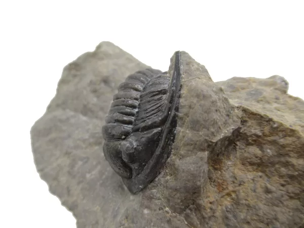 Genuine Devonian Cornuproetus-Trilobites For Sale from Morocco #12a