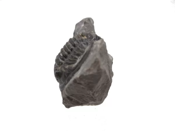 Genuine Devonian Cornuproetus-Trilobites For Sale from Morocco #1a