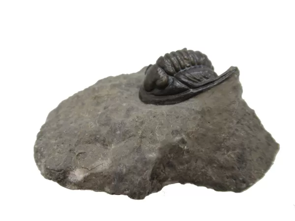 Genuine Devonian Cornuproetus-Trilobites For Sale from Morocco #2a