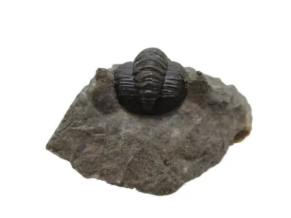 Genuine Devonian Cornuproetus-Trilobites For Sale from Morocco #2b