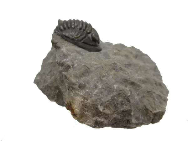 Genuine Devonian Cornuproetus-Trilobites For Sale from Morocco #2c