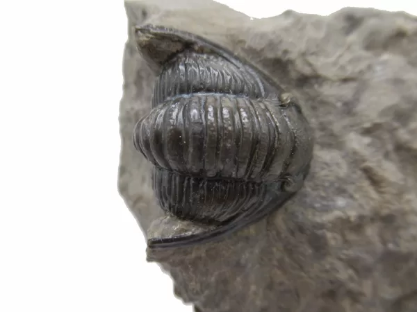 Genuine Devonian Cornuproetus-Trilobites For Sale from Morocco #2d