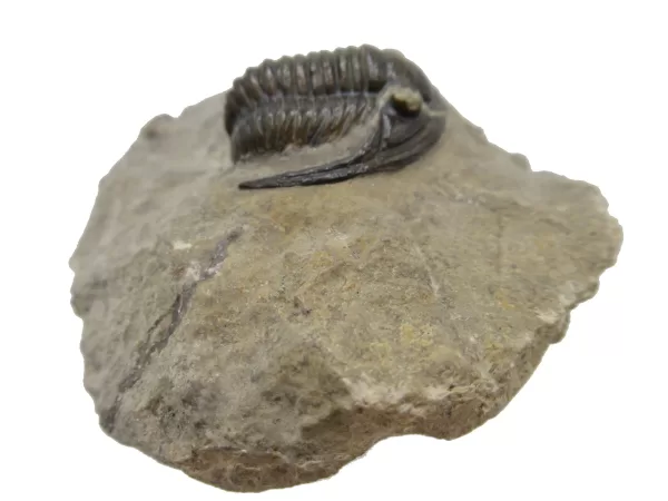 Genuine Devonian Cornuproetus-Trilobites For Sale from Morocco #3c