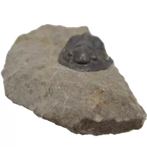 Genuine Devonian Cornuproetus-Trilobites For Sale from Morocco #4