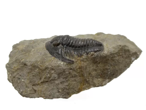 Genuine Devonian Cornuproetus-Trilobites For Sale from Morocco #4a