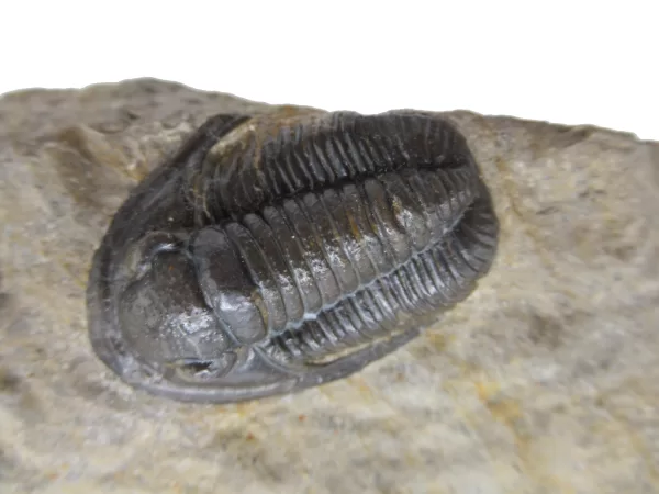 Genuine Devonian Cornuproetus-Trilobites For Sale from Morocco #4d