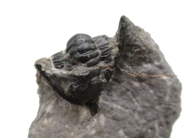 Genuine Devonian Cornuproetus-Trilobites For Sale from Morocco #5a