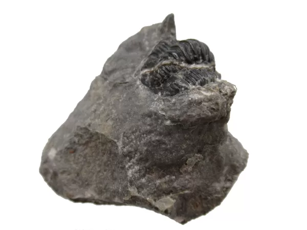 Genuine Devonian Cornuproetus-Trilobites For Sale from Morocco #5c