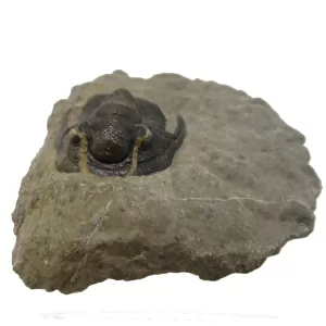 Genuine Devonian Cornuproetus-Trilobites For Sale from Morocco #7