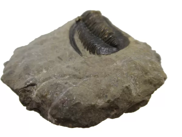 Genuine Devonian Cornuproetus-Trilobites For Sale from Morocco #7b