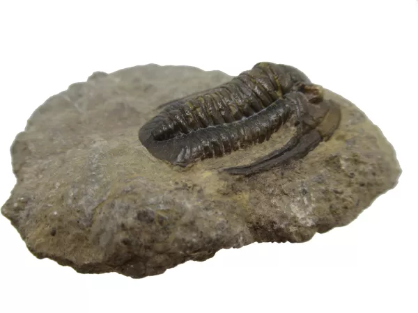 Genuine Devonian Cornuproetus-Trilobites For Sale from Morocco #7c