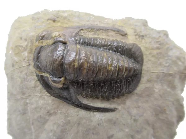 Genuine Devonian Cornuproetus-Trilobites For Sale from Morocco #7d