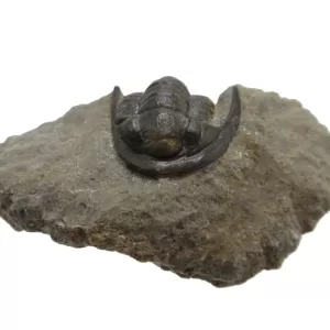 Genuine Devonian Cornuproetus-Trilobites For Sale from Morocco #9