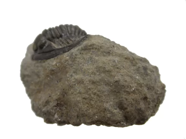 Genuine Devonian Cornuproetus-Trilobites For Sale from Morocco #9a