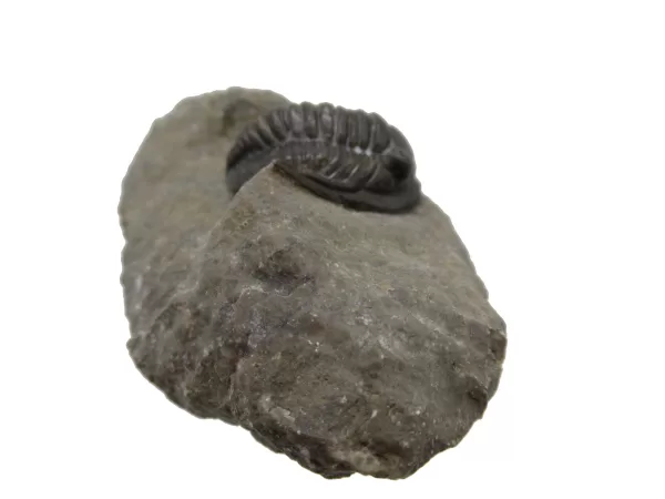 Genuine Devonian Cornuproetus-Trilobites For Sale from Morocco #9c