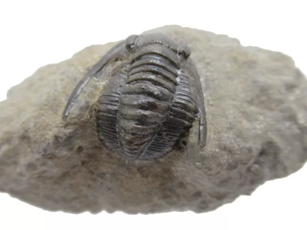 Genuine Devonian Cornuproetus-Trilobites For Sale from Morocco #9d