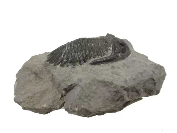 Genuine Devonian Hollardops Trilobite For Sale from Morocco #1c