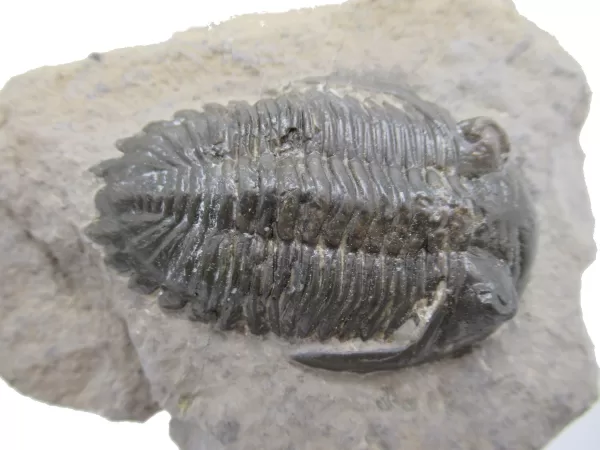 Genuine Devonian Hollardops Trilobite For Sale from Morocco #1d