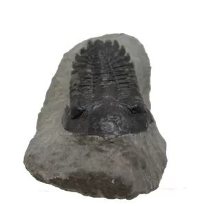 Genuine Devonian Hollardops Trilobite For Sale from Morocco #2