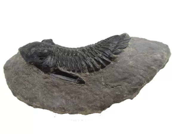 Genuine Devonian Hollardops Trilobite For Sale from Morocco #2a