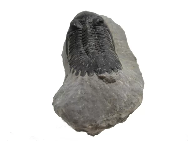 Genuine Devonian Hollardops Trilobite For Sale from Morocco #2b