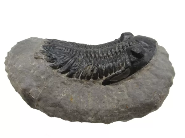 Genuine Devonian Hollardops Trilobite For Sale from Morocco #2c