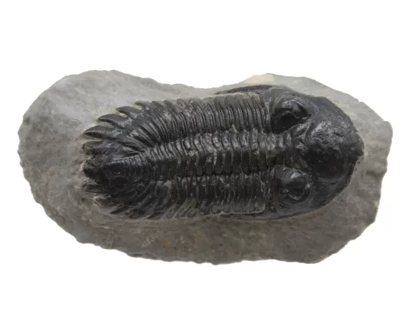 Genuine Devonian Hollardops Trilobite For Sale from Morocco #2d