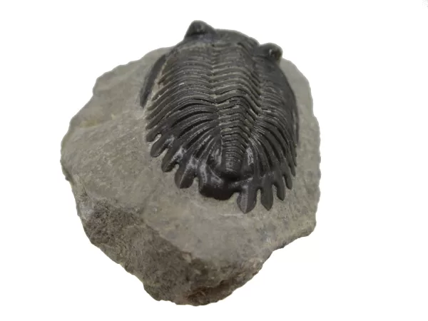 Genuine Devonian Hollardops Trilobite For Sale from Morocco #3b