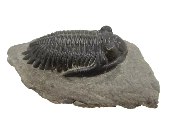 Genuine Devonian Hollardops Trilobite For Sale from Morocco #3c