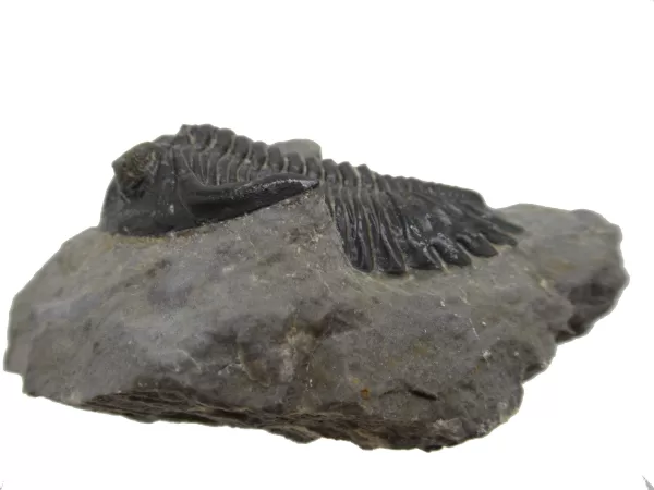 Genuine Devonian Hollardops Trilobite For Sale from Morocco #4a