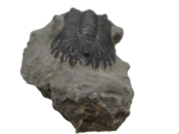 Genuine Devonian Hollardops Trilobite For Sale from Morocco #4b