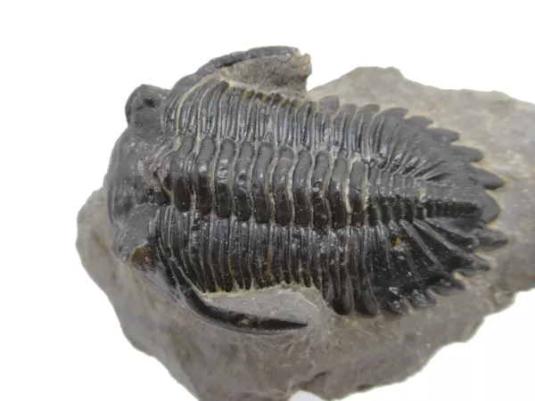 Genuine Devonian Hollardops Trilobite For Sale from Morocco #4d