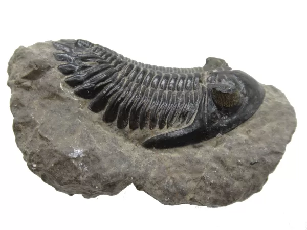 Genuine Devonian Hollardops Trilobite For Sale from Morocco #5c