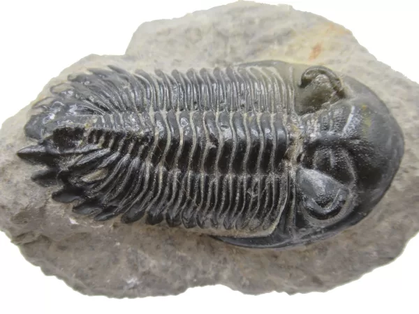 Genuine Devonian Hollardops Trilobite For Sale from Morocco #5d