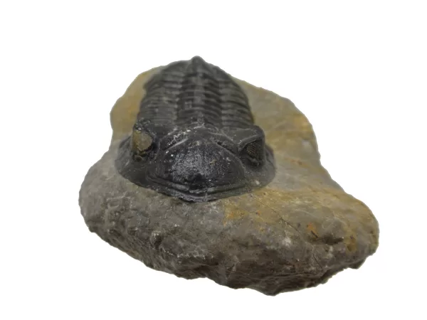 Genuine Devonian Hollardops Trilobite For Sale from Morocco #6