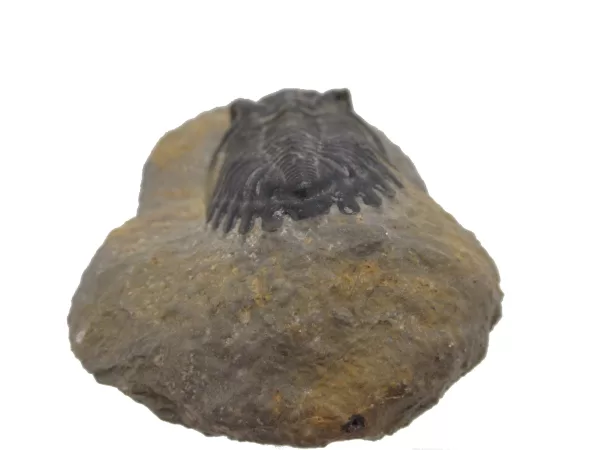 Genuine Devonian Hollardops Trilobite For Sale from Morocco #6b