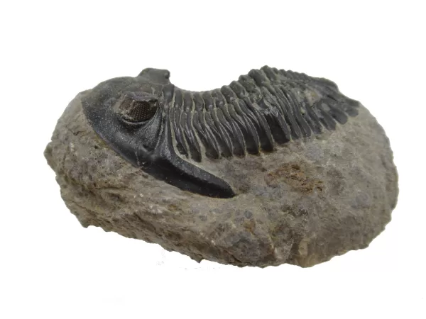 Genuine Devonian Hollardops Trilobite For Sale from Morocco #7a