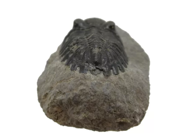 Genuine Devonian Hollardops Trilobite For Sale from Morocco #7b