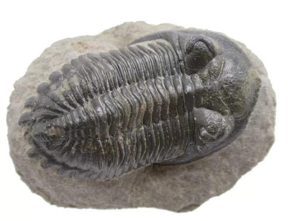 Genuine Devonian Hollardops Trilobite For Sale from Morocco #7d