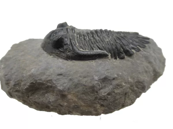 Genuine Devonian Hollardops Trilobite For Sale from Morocco #8a