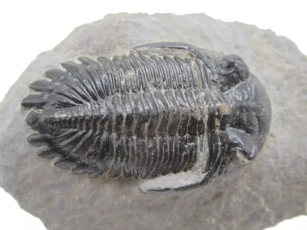 Genuine Devonian Hollardops Trilobite For Sale from Morocco #8d