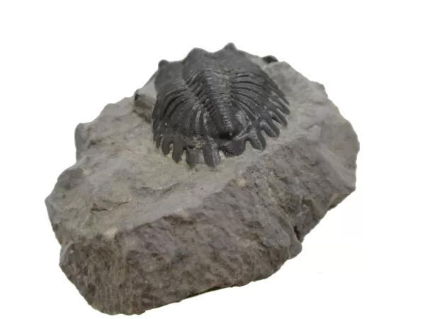 Genuine Devonian Hollardops Trilobite For Sale from Morocco #9b